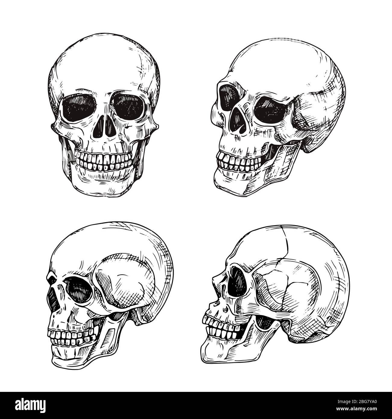 Menschlicher Schädel. Von Hand gezeichnete Schädel. Skizze vintage Tod Tattoo Vektor Design isoliert. Skelett Schädel, Skizze menschlichen Knochen Illustration Stock Vektor