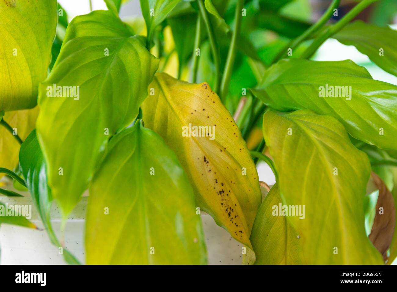 alocasia platinum variegata Alocasia Platinum Variegated 3” Exact Plant main image 0