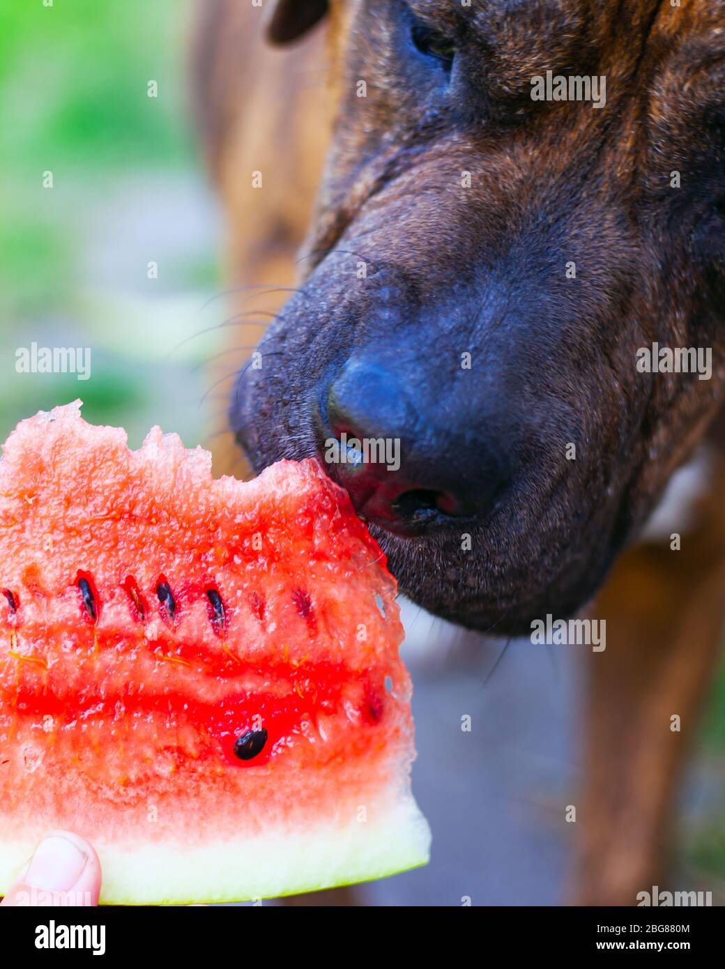 Der Hund versucht Wassermelone aus nächster Nähe zu essen. Stockfoto