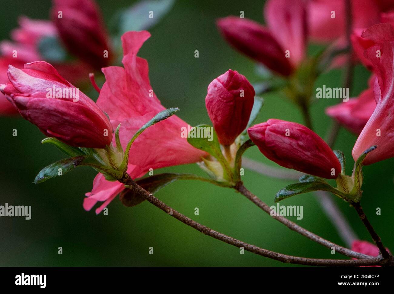 Öffnung Stockfoto