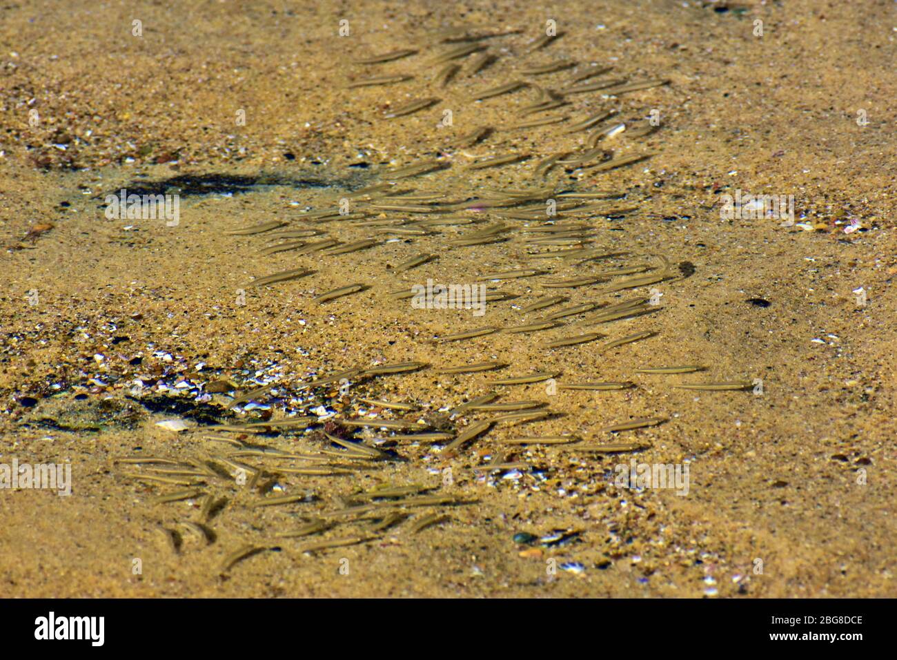 Fisch im Steinpool Stockfoto