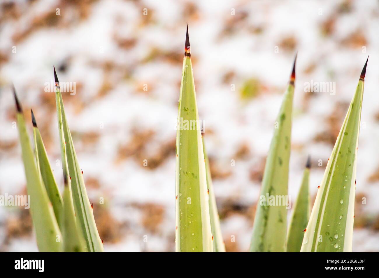 Agave Pflanze mit Hagel in Arizona Stockfoto