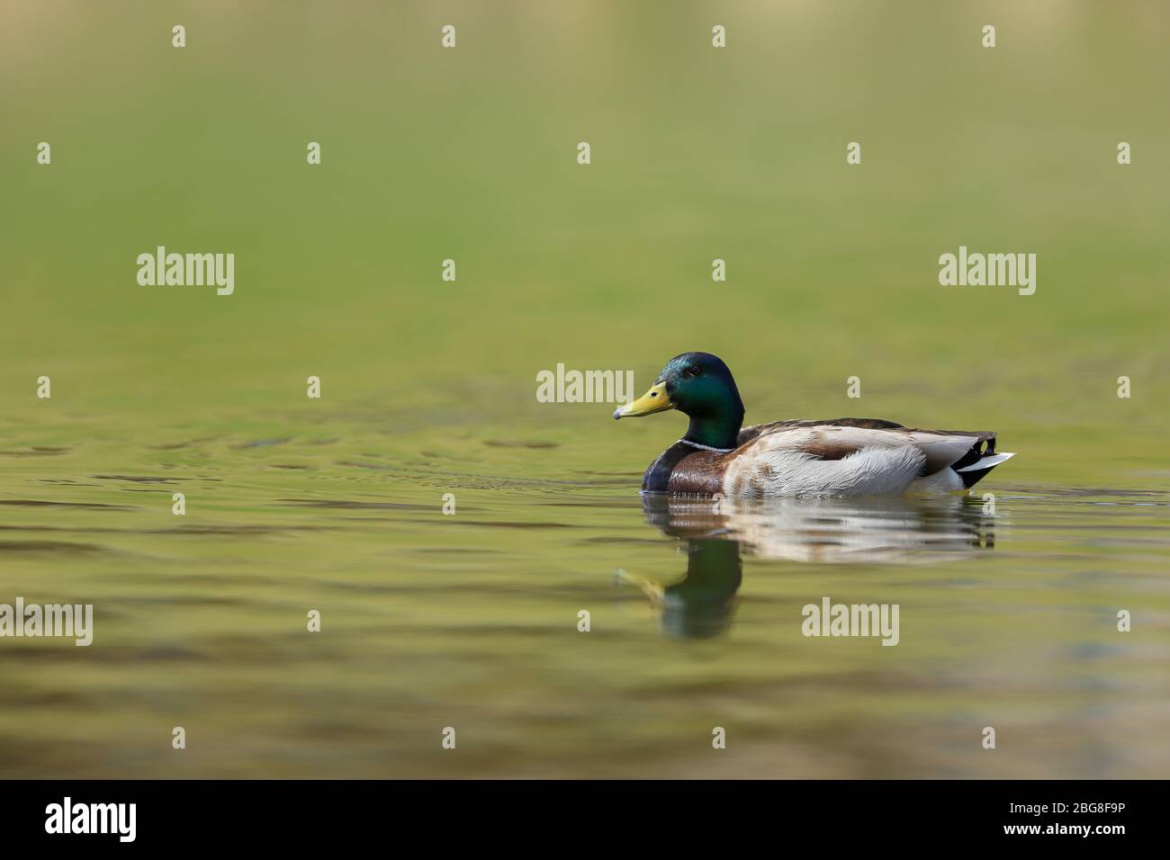 Anas platyrhynchos mallard Ente männliche Nahaufnahme Schwimmen in einem Teich Stockfoto