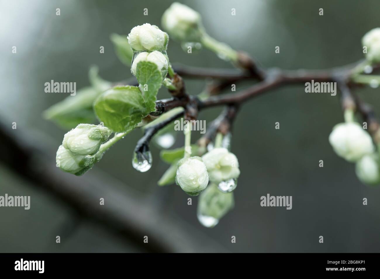 Schöne Knospen und Blüten eines Pflaumenbaums, Prunus domestica, mit transparenten Wassertropfen nach Regen. Gefiltertes Foto. Makro. Stockfoto