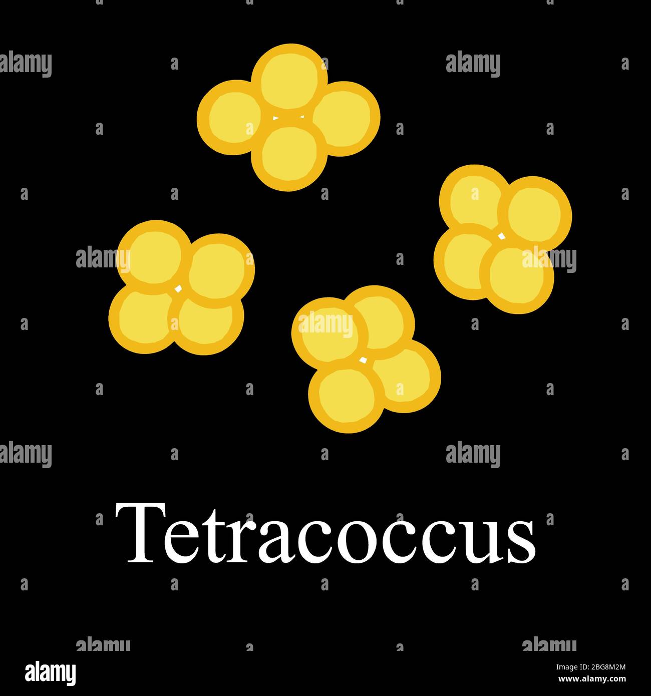 Tetraccoci-Struktur. Bakterien Tetrakokken. Infografiken. Vektorgrafik auf isoliertem Hintergrund. Stock Vektor