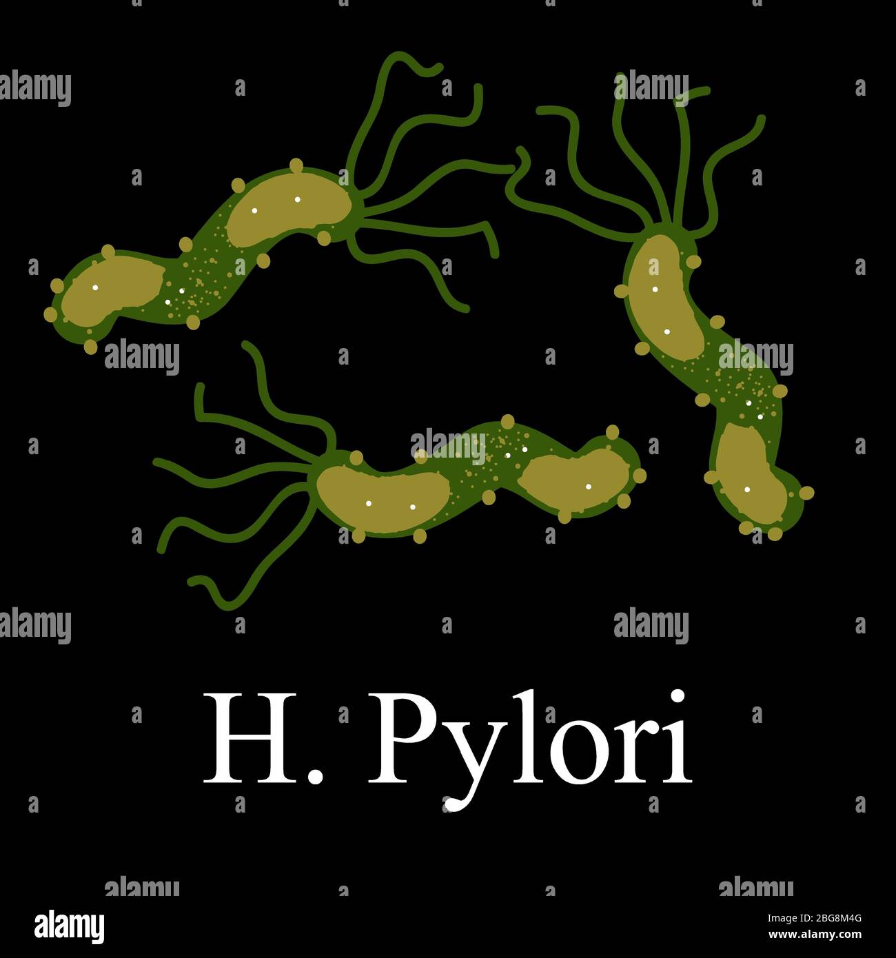Helicobacter pylori. Helicobacter pylori der Infektion. Infografiken. Vektorgrafik Stock Vektor