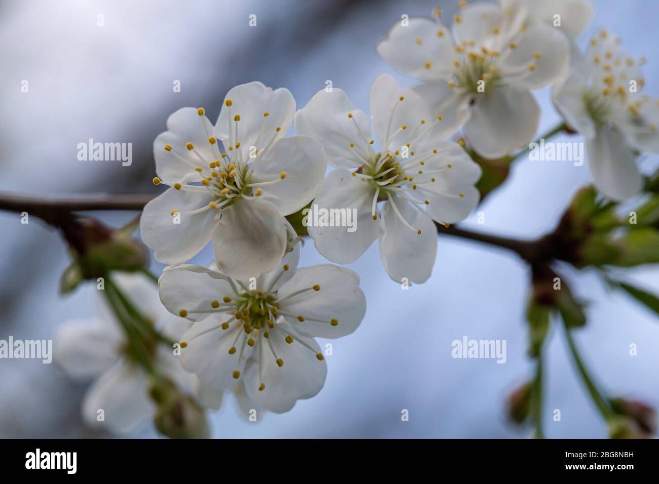 Schöne weiße Blumen eines Pflaumenbaumes, Prunus domestica, gegen einen blauen Himmel, am Abend. Makro. Stockfoto