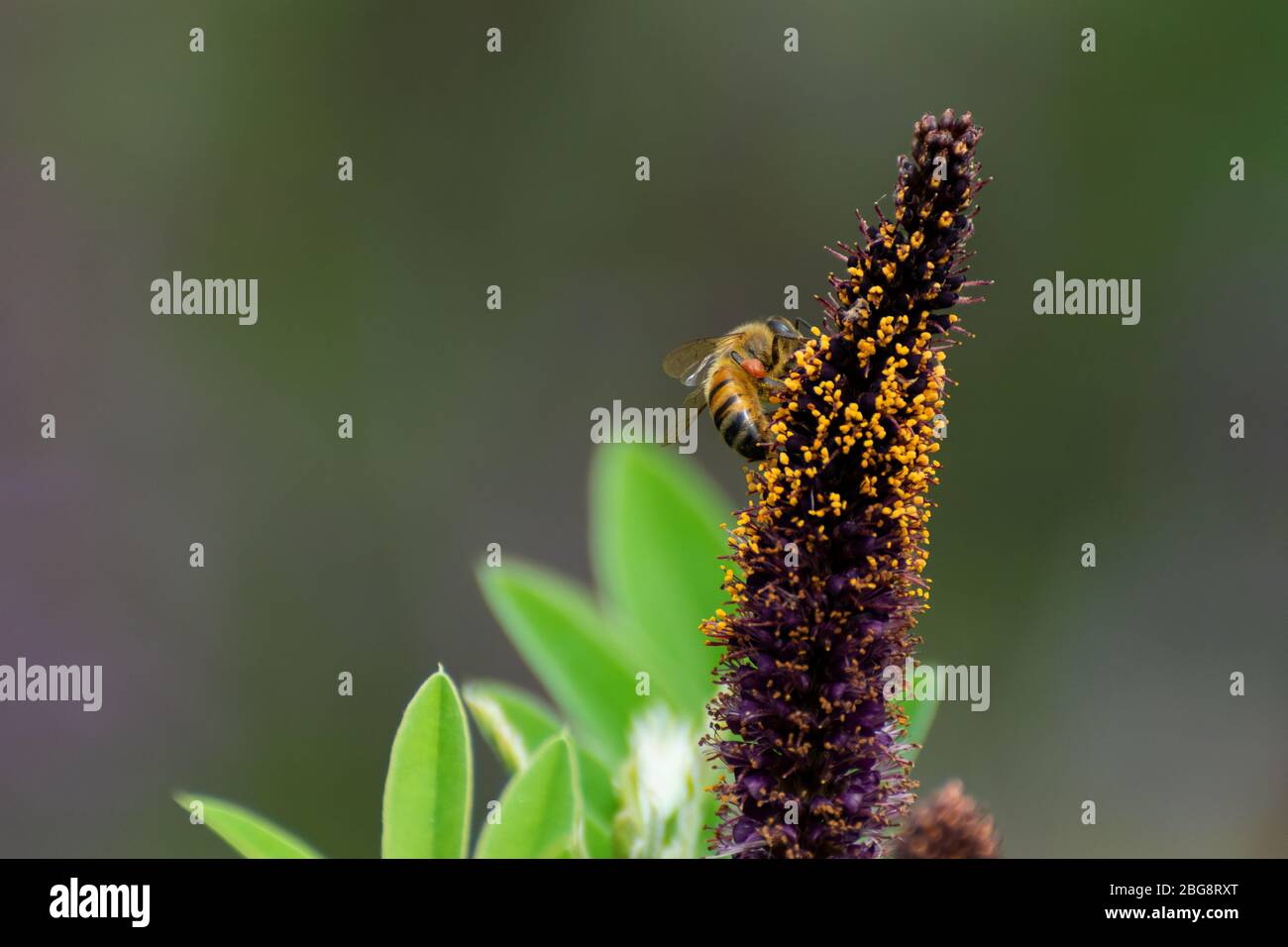 Honigbiene mit geschwollenen Pollen auf den Hinterbeinen sammelt Pollen aus den lila und gelben Blüten auf einem False Indigo Busch in einem botanischen Garten. Stockfoto
