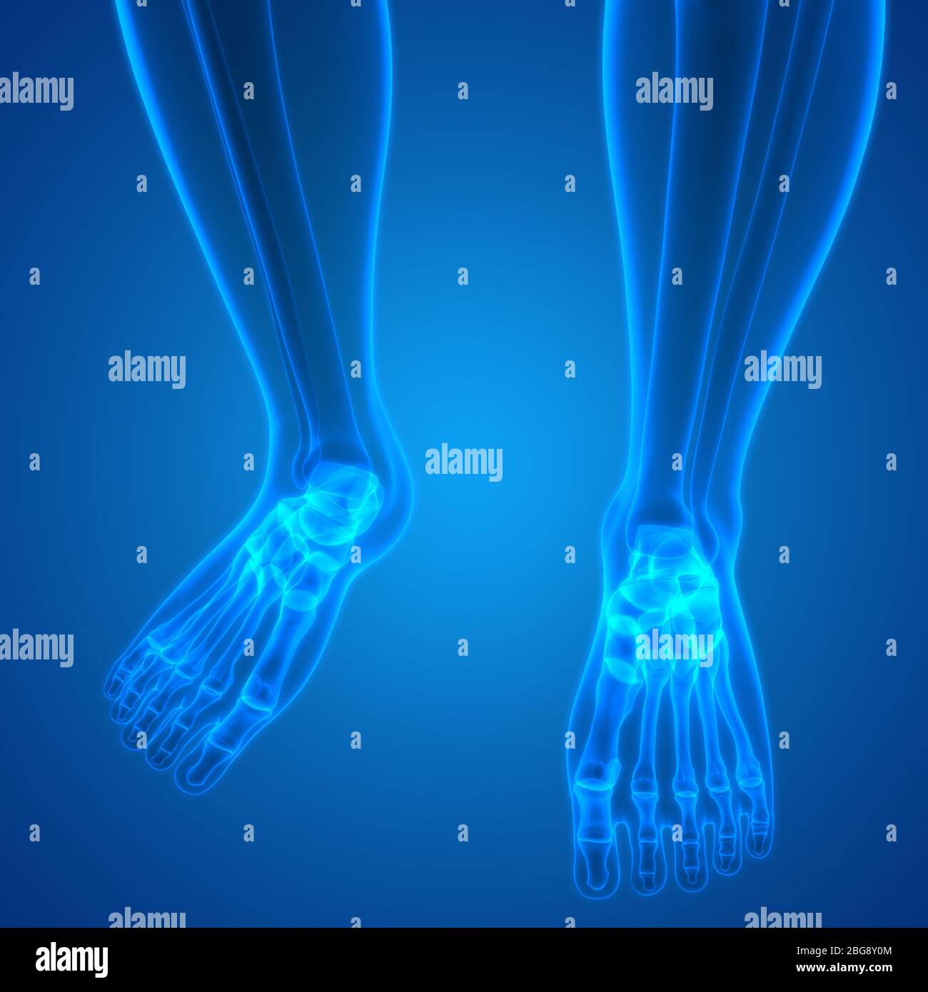 Anatomie der Knochengelenke des menschlichen Skelettsystems