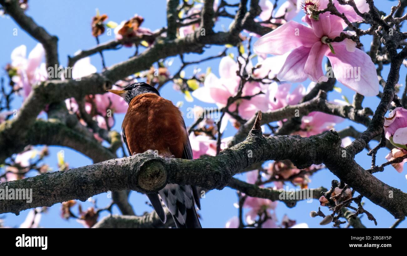 American Robin auf rosa Blumen Kirschblütenbaum Bild Hintergrundbild Stockfoto