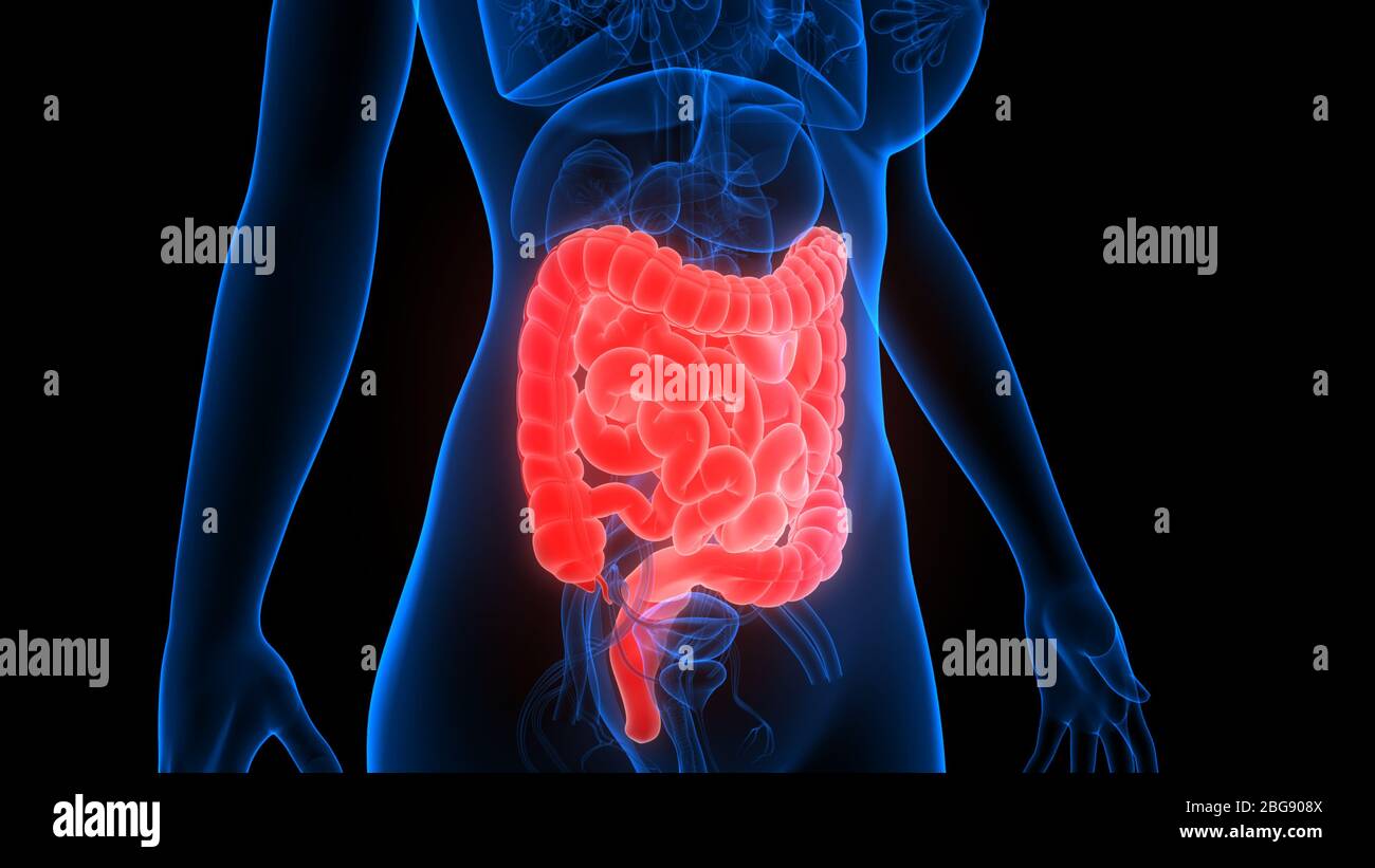 Menschliche Verdauungssystem Große und kleine Darm Anatomie Stockfoto