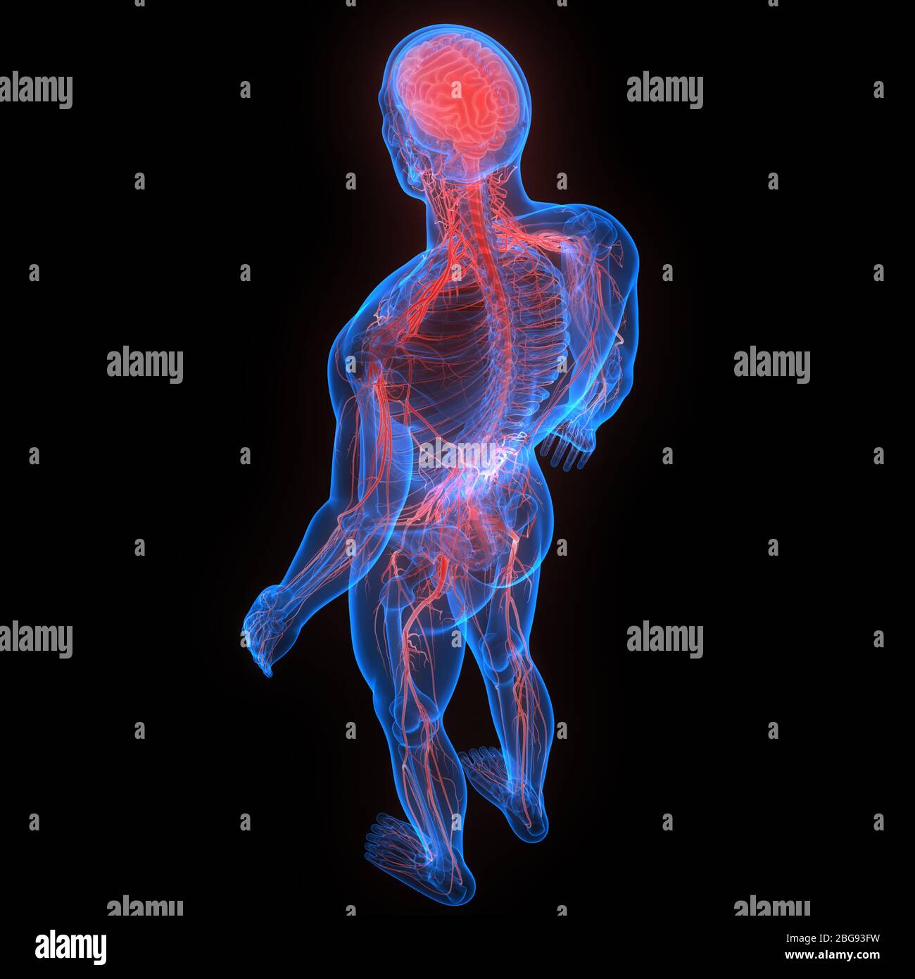 Zentrale Organ des menschlichen Nervensystems Anatomie des Gehirns Stockfoto