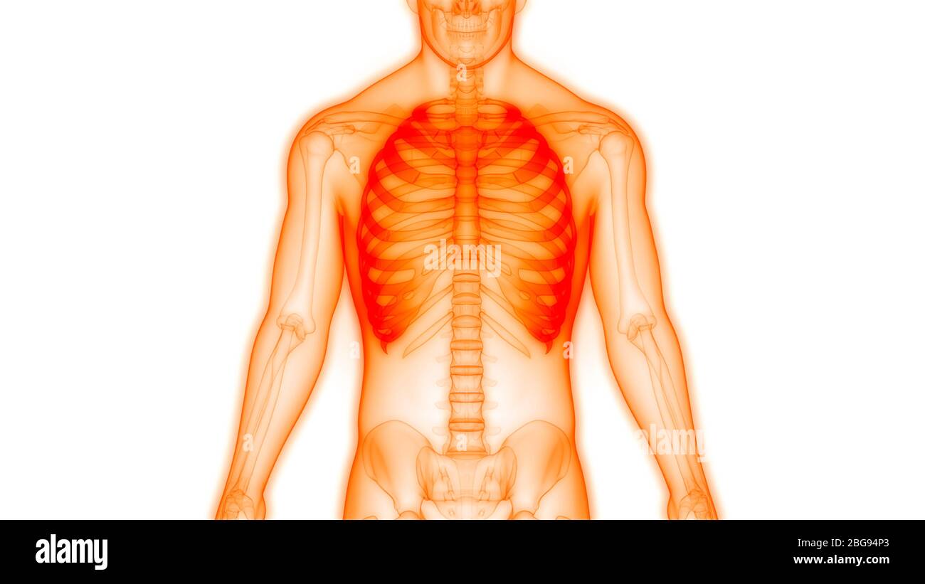 Menschliches Skelett System Brustkorb Anatomie Stockfoto