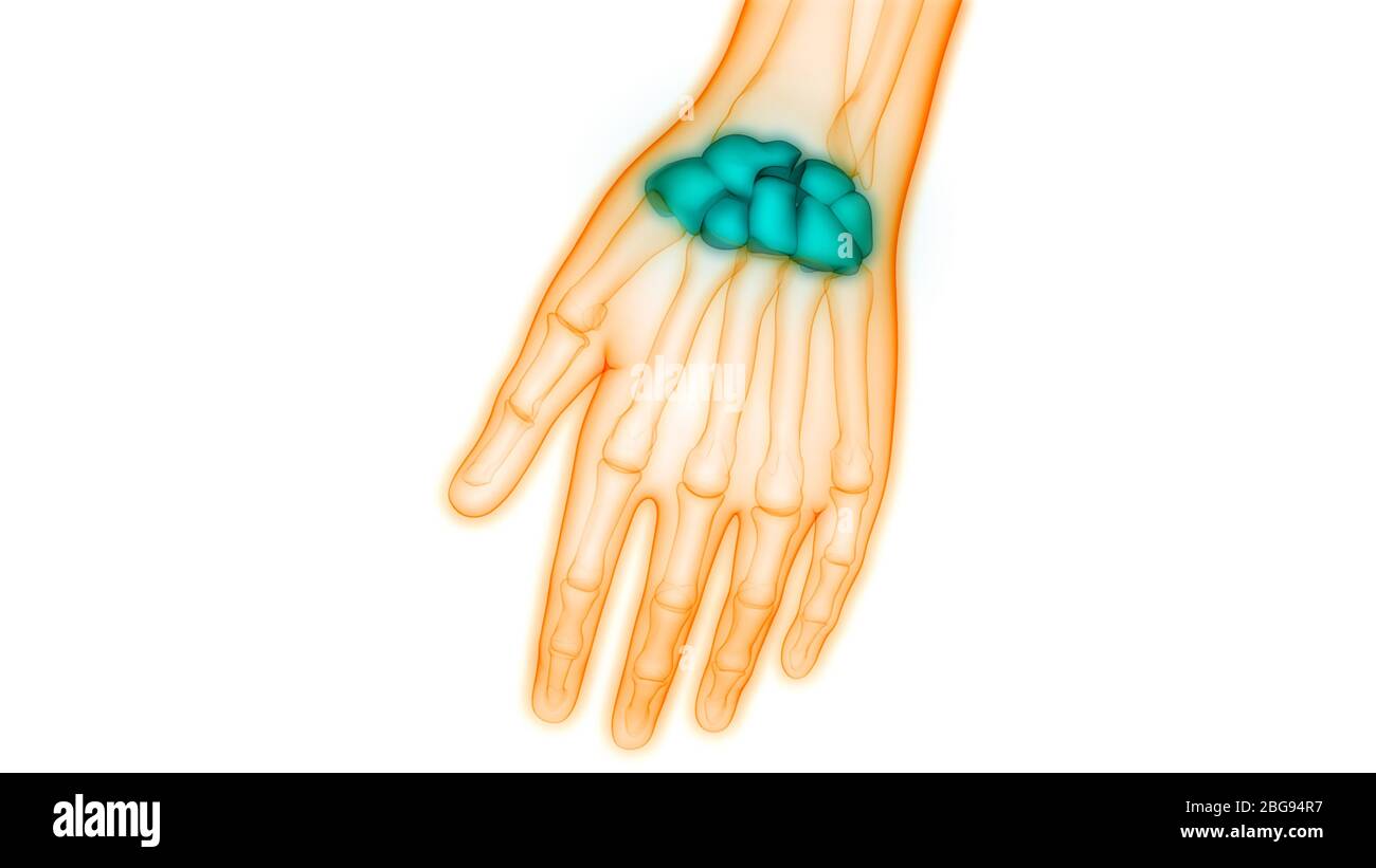 Anatomie der Knochengelenke des menschlichen Skelettsystems