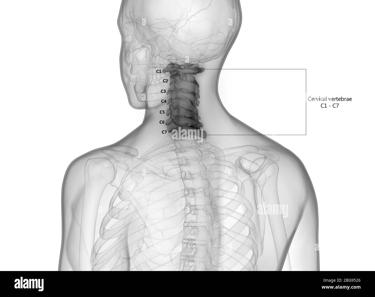 Wirbelsäule Halswirbel des menschlichen Skelettsystems mit detaillierten Etiketten Anatomie Stockfoto