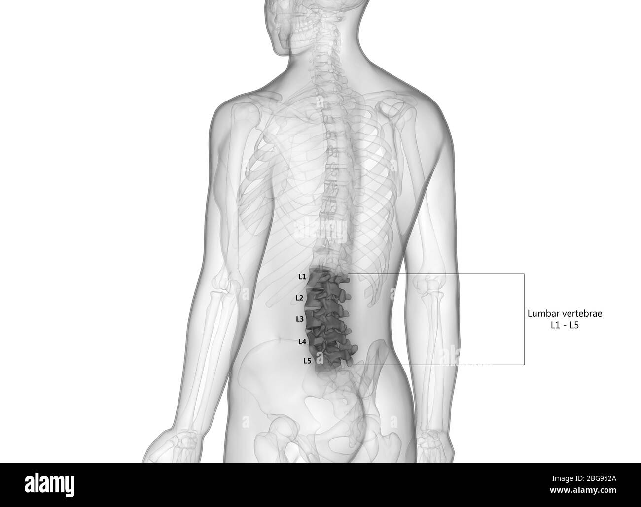 Wirbelsäule Lumber Wirbel des menschlichen Skelettsystems mit detaillierten Etiketten Anatomie Stockfoto