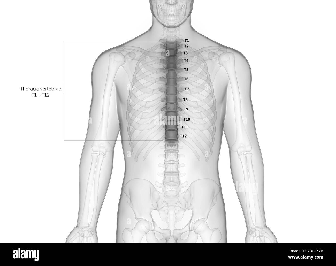 Wirbelsäule Brustwirbel des menschlichen Skelettsystems mit detaillierten Etiketten Anatomie Stockfoto