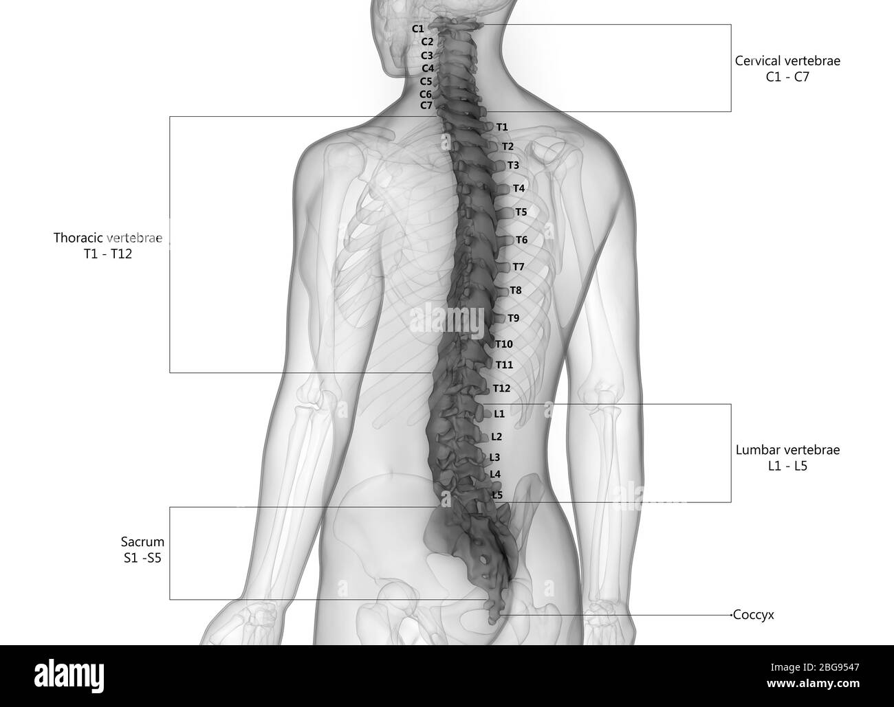 Wirbelsäule des menschlichen Skelettsystems mit detaillierten Etiketten Anatomie Stockfoto