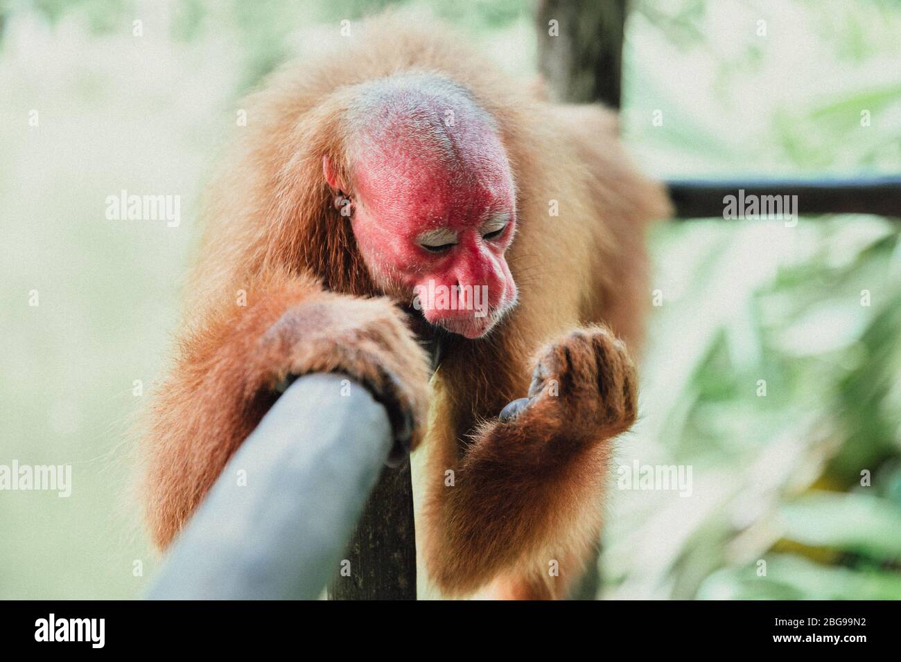 Ein seltener, rot gesichter Uakari-Affe im Amazonas-Tierwaisenhaus Pilpintuwasi. Stockfoto Ein seltener, rot gesichter Uakari-Affe im Amazonas-Tierwaisenhaus Pilpintuwasi. Stockfoto