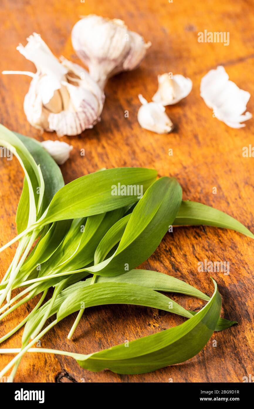 Grüne Bärlauch Blätter. Und Knoblauchzwiebel. Ramsons verlässt Stockfoto