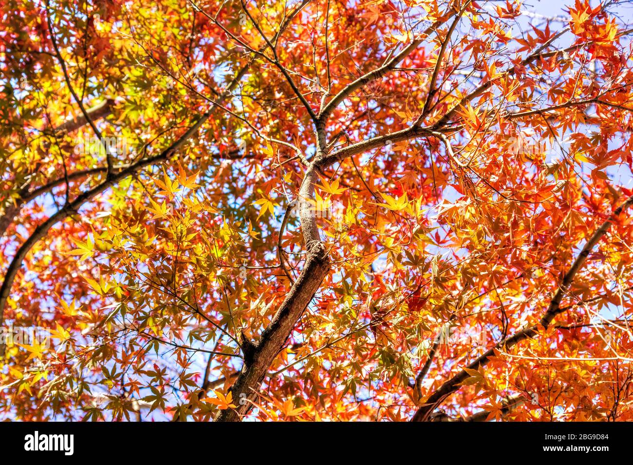 Herbstbaum mit rotem und gelbem japanischen Ahornblatt Hintergrund. Stockfoto