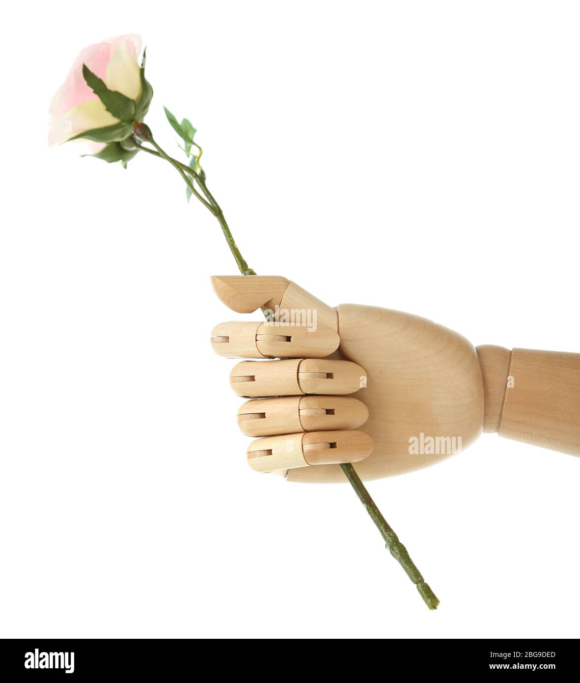 Rose in hölzerner Hand isoliert auf weiß Stockfoto
