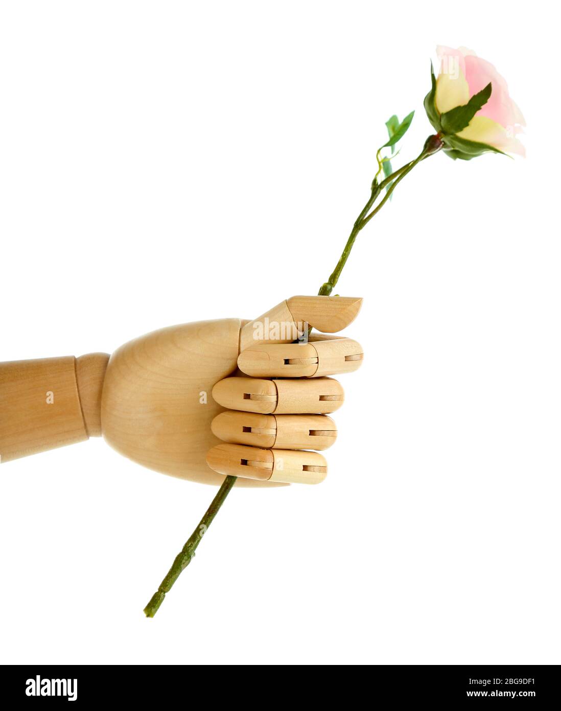 Rose in hölzerner Hand isoliert auf weiß Stockfoto