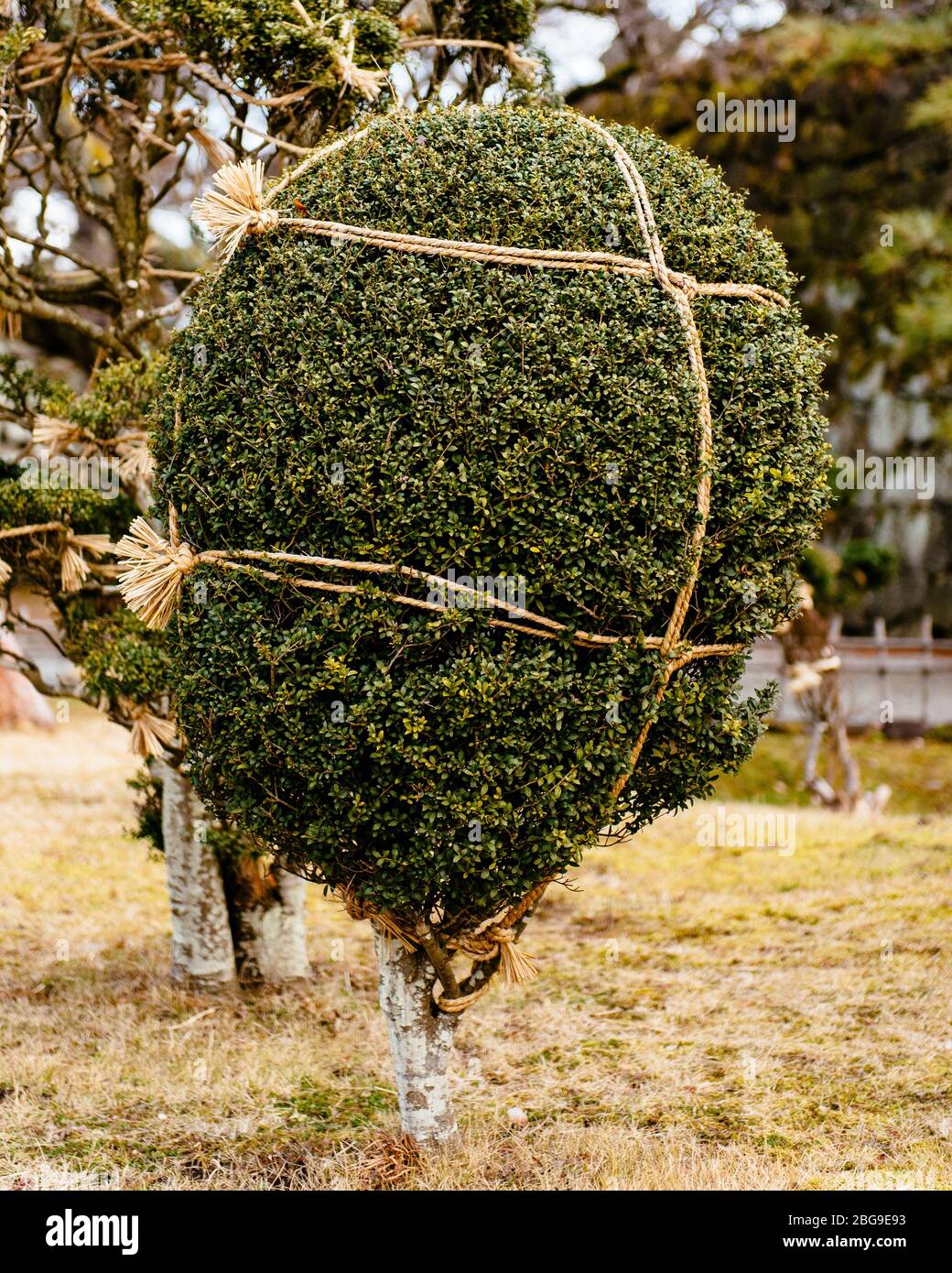 Yukisuri ist eine japanische Technik, um Bäume und Sträucher vor starkem Schnee zu bewahren. Stockfoto