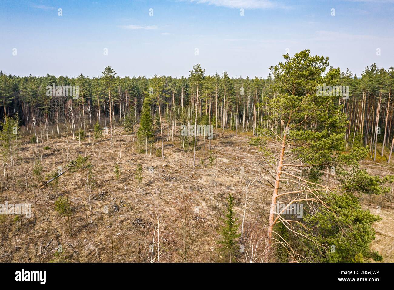 Luftdrohne Ansicht der Entwaldung. Illegale Abholzung von Wald. Leere Waldlichtung Stockfoto