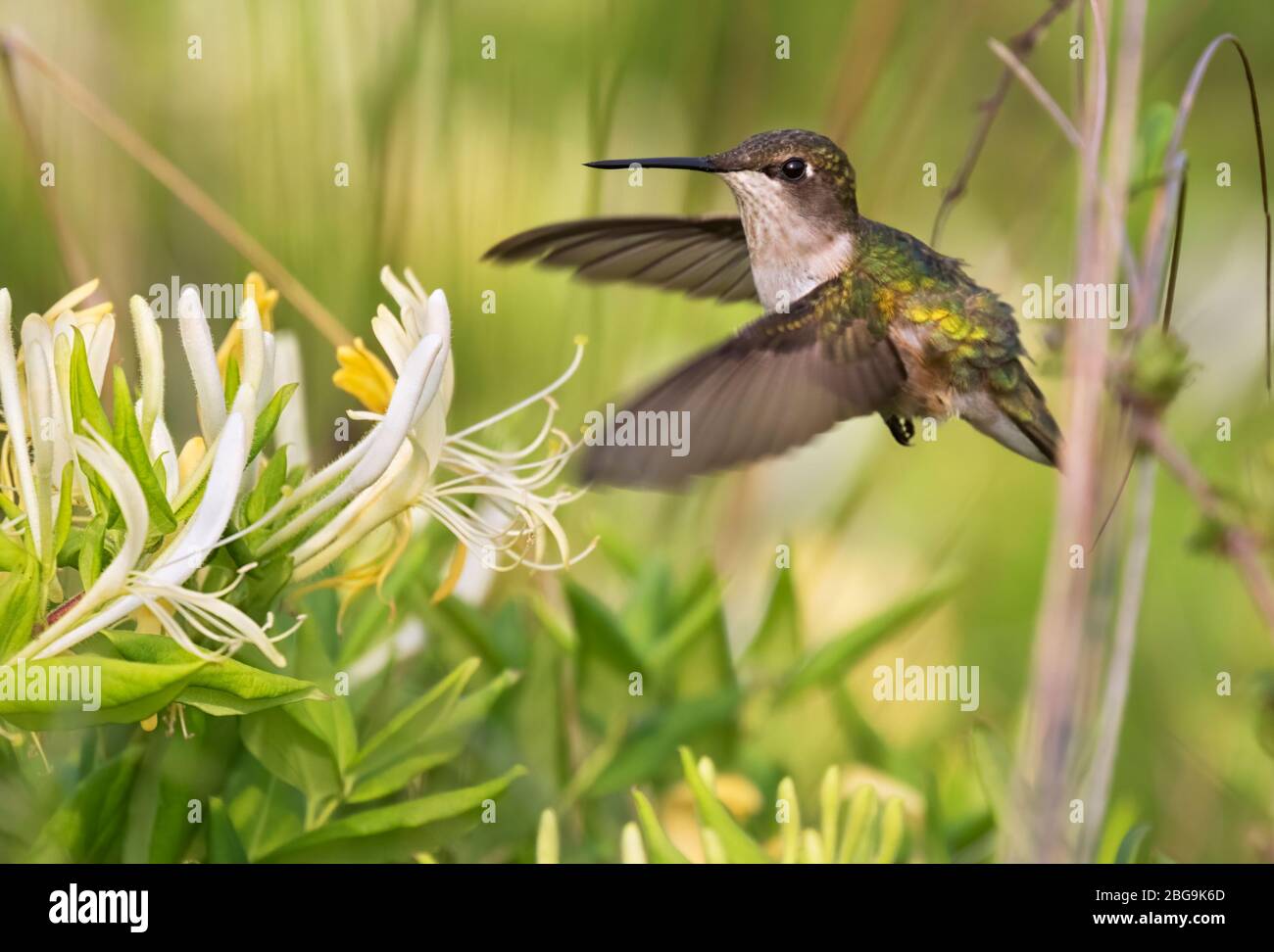 Das Weibchen des rubinkehligen Kolibris, der über Honeysackblüten fliegt, Nahaufnahme Stockfoto