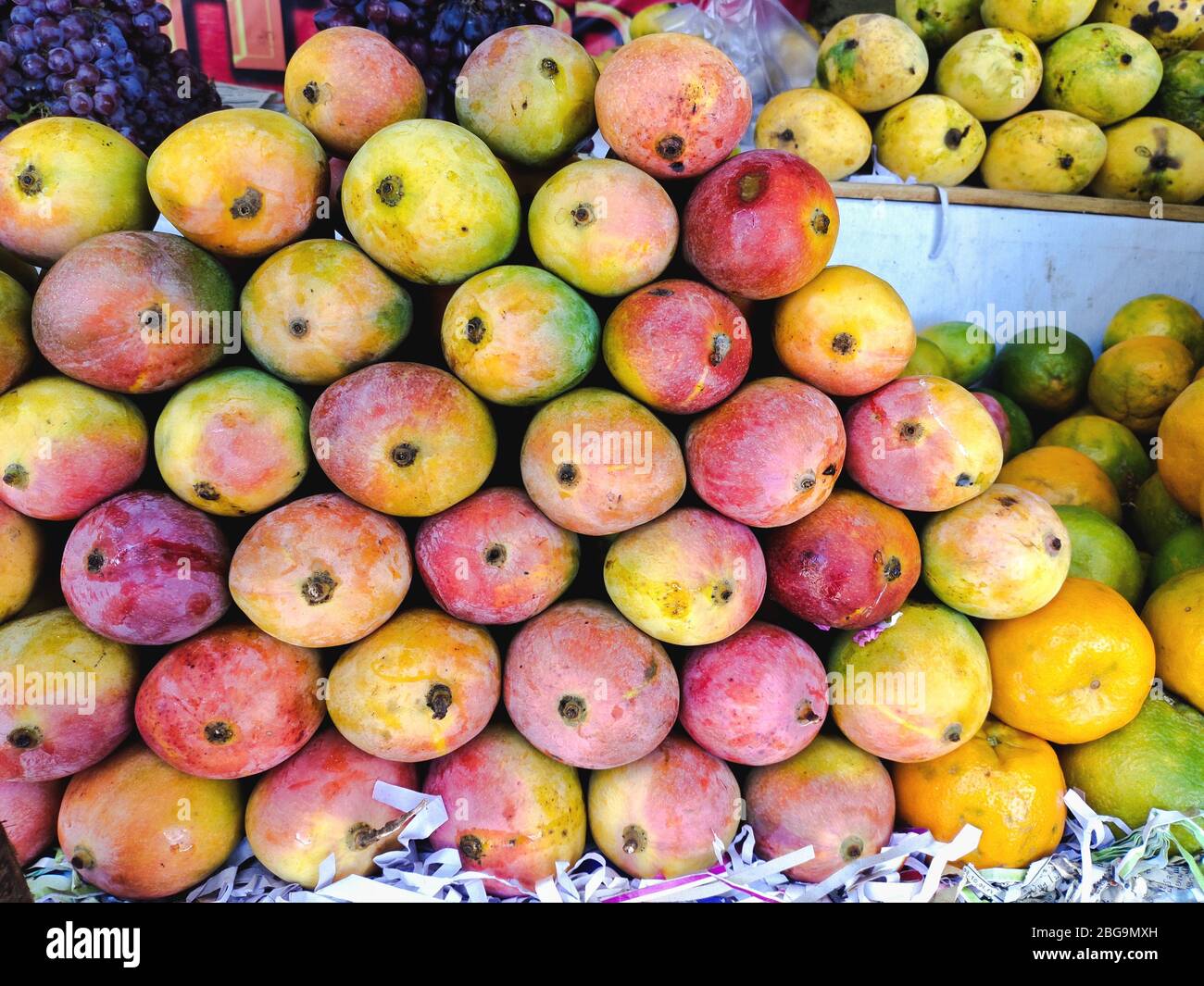 Verkauf saftig frisch indische Mango Nahaufnahme. Großhandelsmarkt. Rotes und gelbes Mango in einer Schachtel. Verkauf von Feldfrüchten auf dem Markt. Natürlich, gesund, vitaminreich Stockfoto