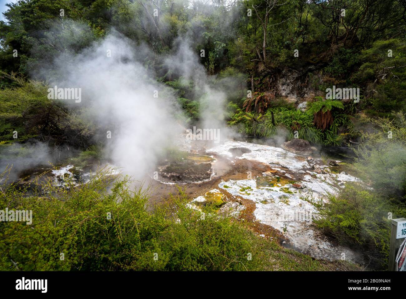 Waimangu Volcanic Valley, Rotorua, Nordinsel, Neuseeland Stockfoto