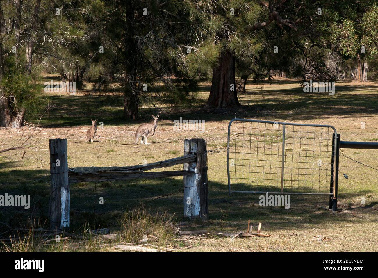 MoGo Australia, altes Farmtor mit Kängurus im Fahrerlager im Hintergrund Stockfoto