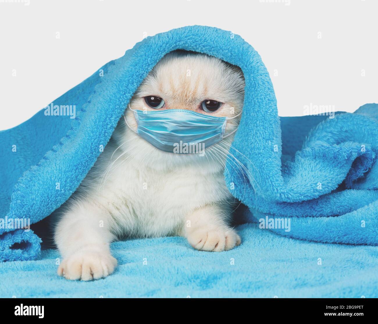 Niedliche kleine Kätzchen unter die weiche warme blaue Decke herausschauen Stockfoto