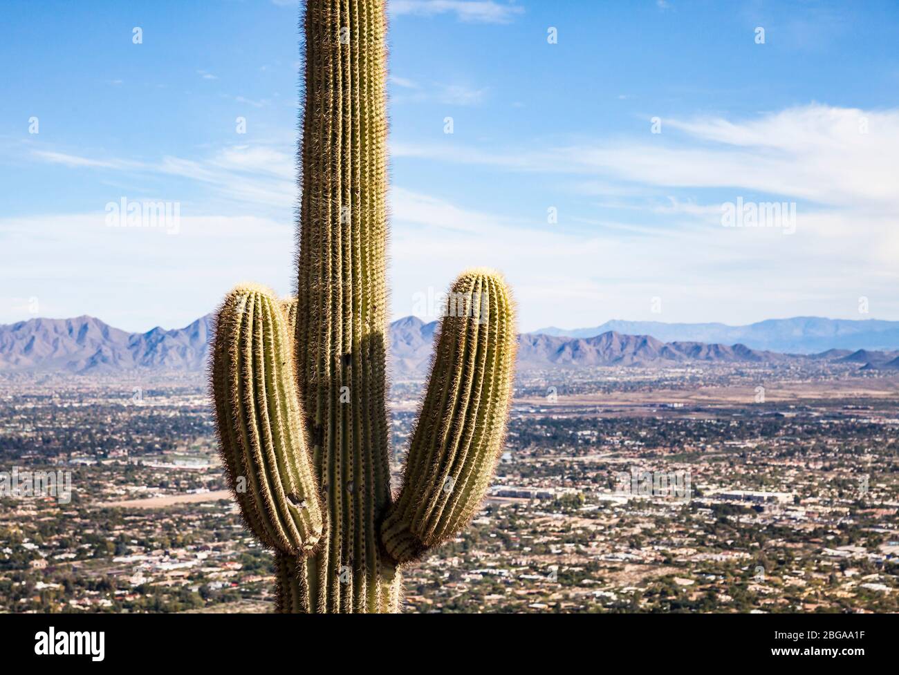 Ein Saguaro Kaktus auf Camelback Mountain mit Scottsdale, Arizona unten im Tal, Arizona. Stockfoto