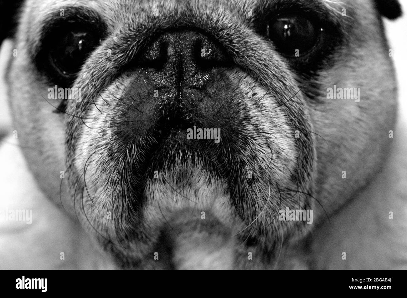 Porträt eines schönen Mops Hund. Stockfoto