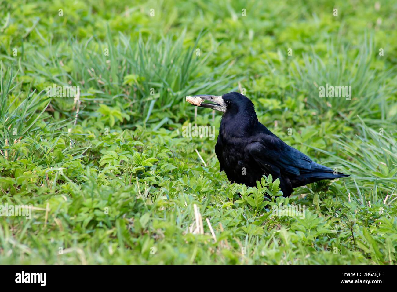 Schöner Rook Vogel mit einer Scheibe Brot im Schnabel. Stockfoto