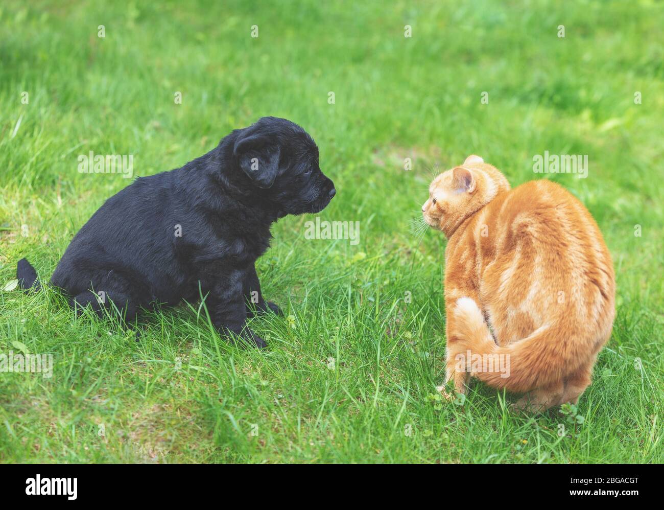 Kleines Ingwerkätzchen, das mit einem kleinen schwarzen Welpen auf dem Gras im Frühlingsgarten spielt Stockfoto