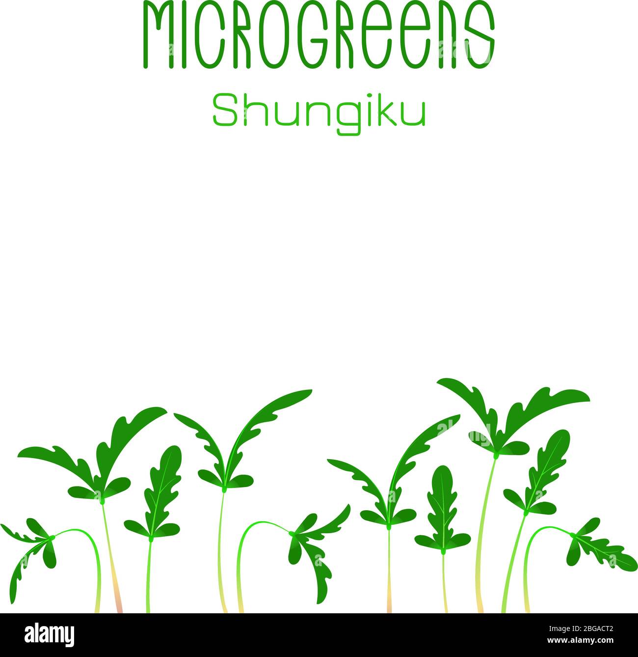 Microgreens Shungiku. Glebionis coronaria, Girlande Chrysantheme, hacken suey grün, Krone Gänseblümchen, Japanisch-grün. Verpackungsdesign für Saatgut. Keime Stock Vektor