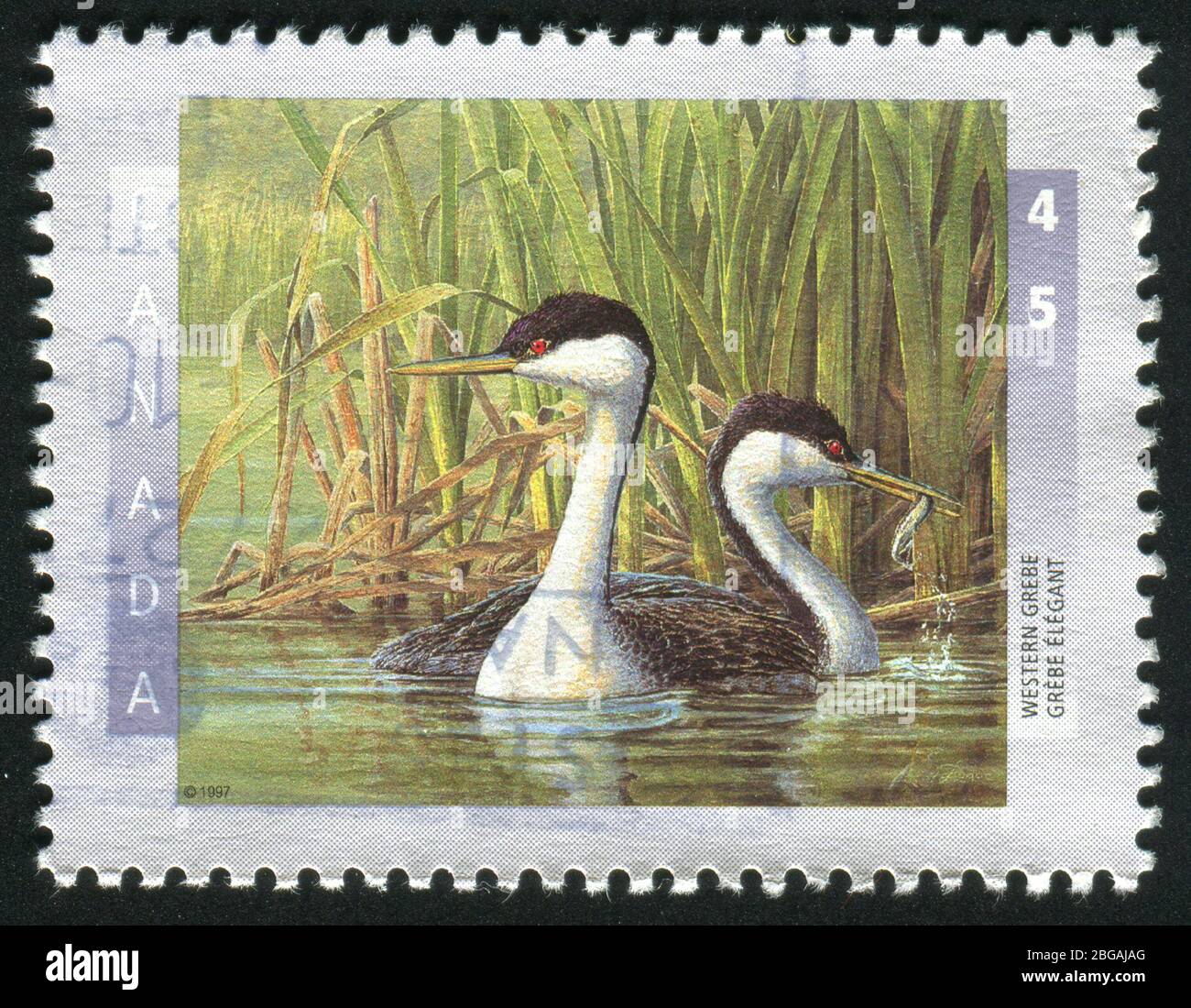 KANADA - UM 1997: Seltene Vögel. Westgrebe, um 1997. Stockfoto