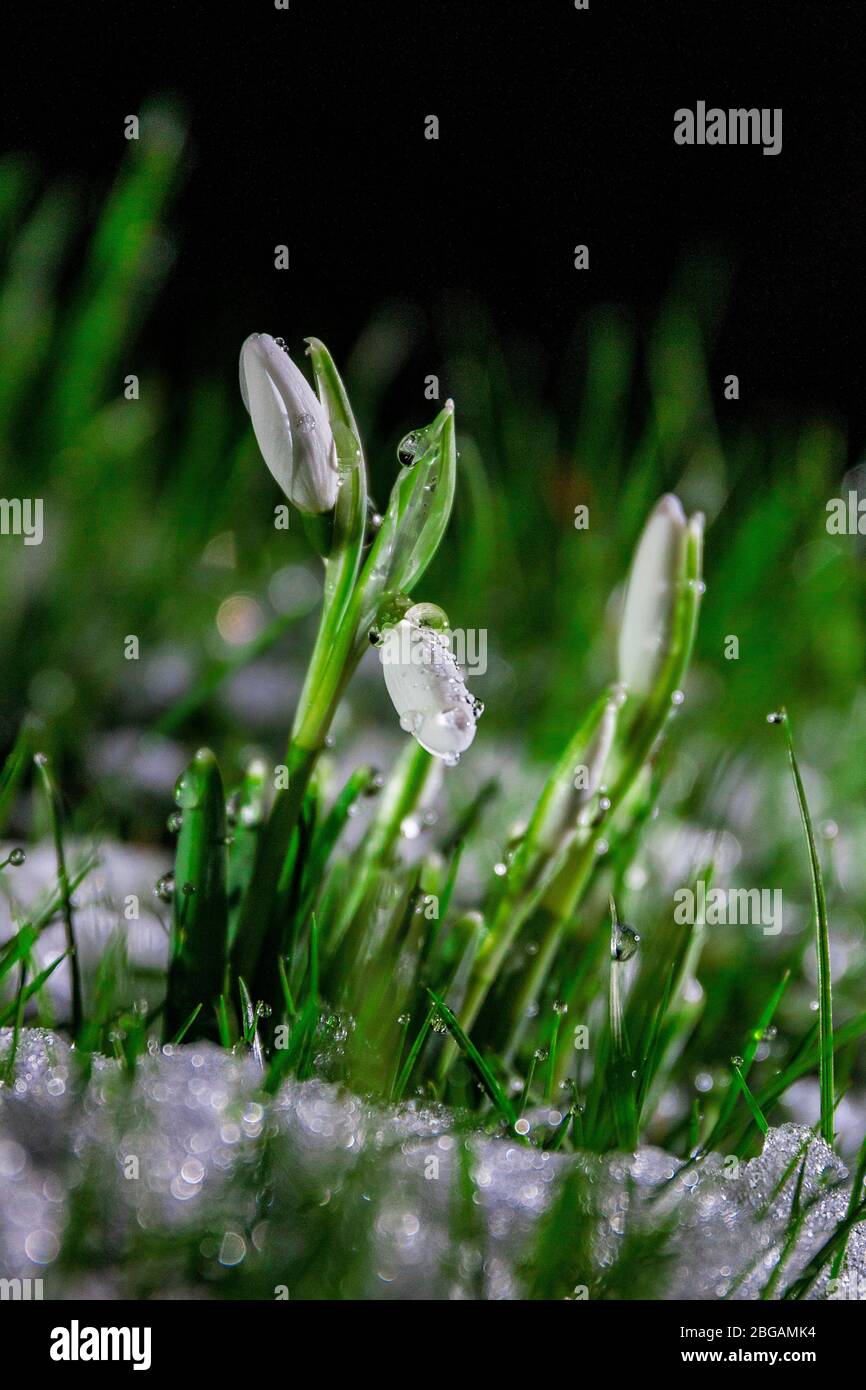 Schnee Drops am frühen Morgen im Schnee Stockfoto