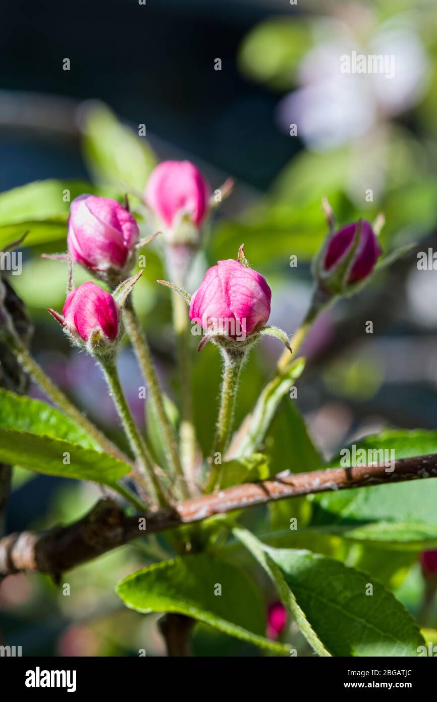 Apfelblüte und Knospen Stockfoto