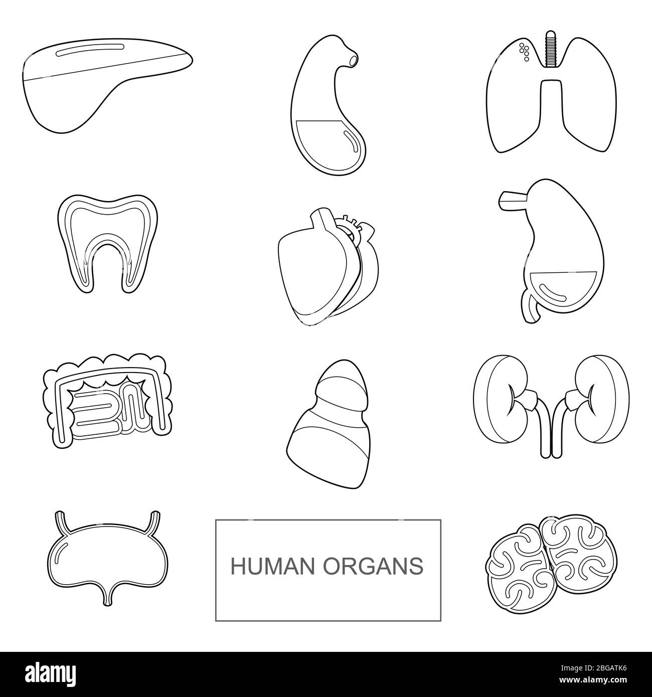 Menschliche Organe im Outline-Stil. Vektorsymbole setzen auf weißen Hintergrund isolieren Stock Vektor