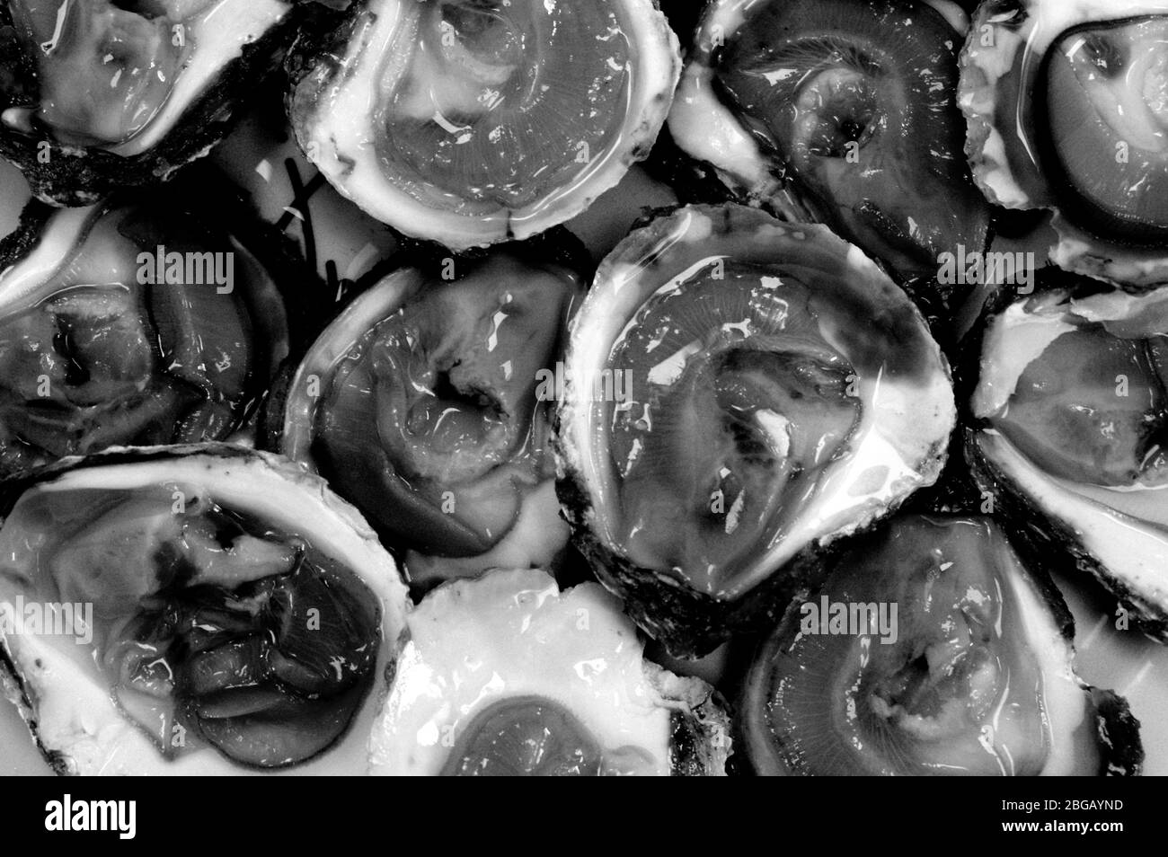 Austern mit Zitrone in einem weißen Teller öffnen Stockfoto