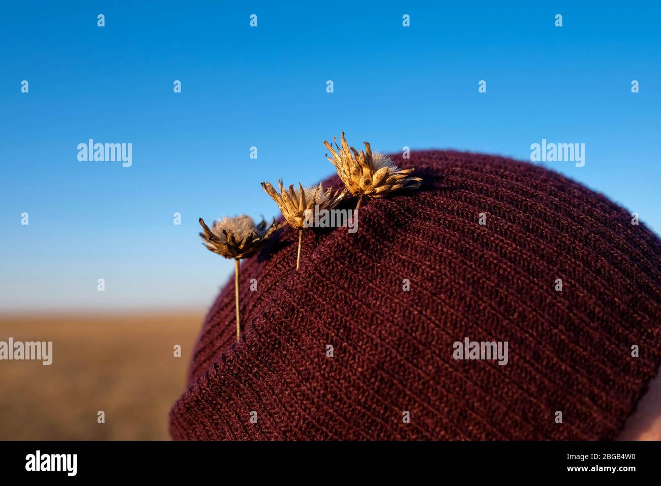 Trockene Blüten. Pflanzen in einem Hut für Schönheit. Frühlingsblumen im Feld. Stockfoto