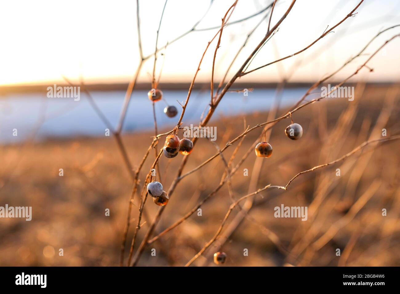 Dünnes Gras mit Samen. Runde Beeren von Gras. Warmes Licht, unscharfer Hintergrund. Feldanlagen. Stockfoto