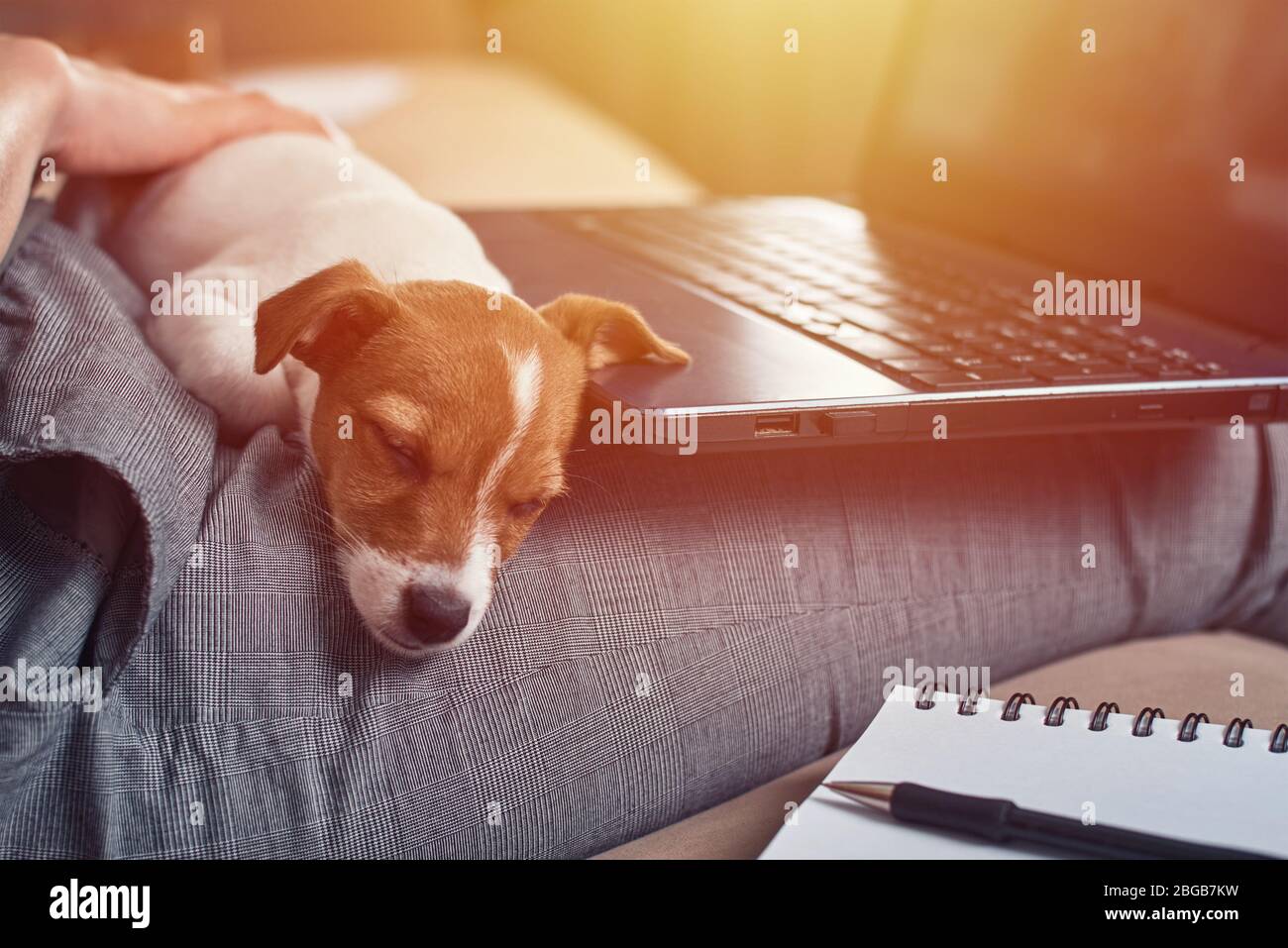 Frau schreibt Pläne in Notizbuch mit ihrem Jack Rusel Terrier Welpen Hund. Gute Beziehungen und Freundschaft zwischen Besitzer und Tier Haustier Stockfoto