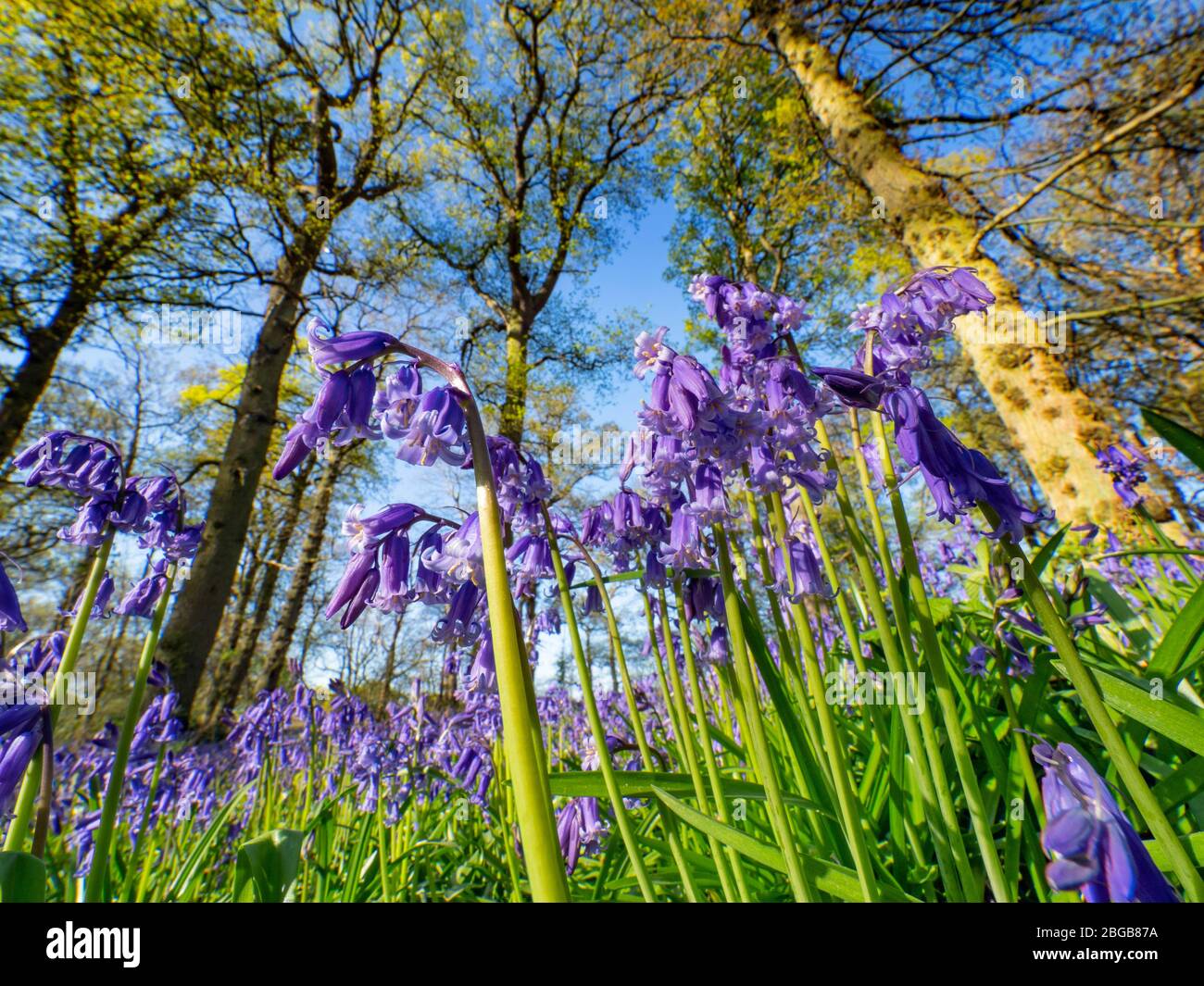 Bluebells Hyacinthoides non-skriptingunterbrechung Blickling großen Wald Norfolk Stockfoto