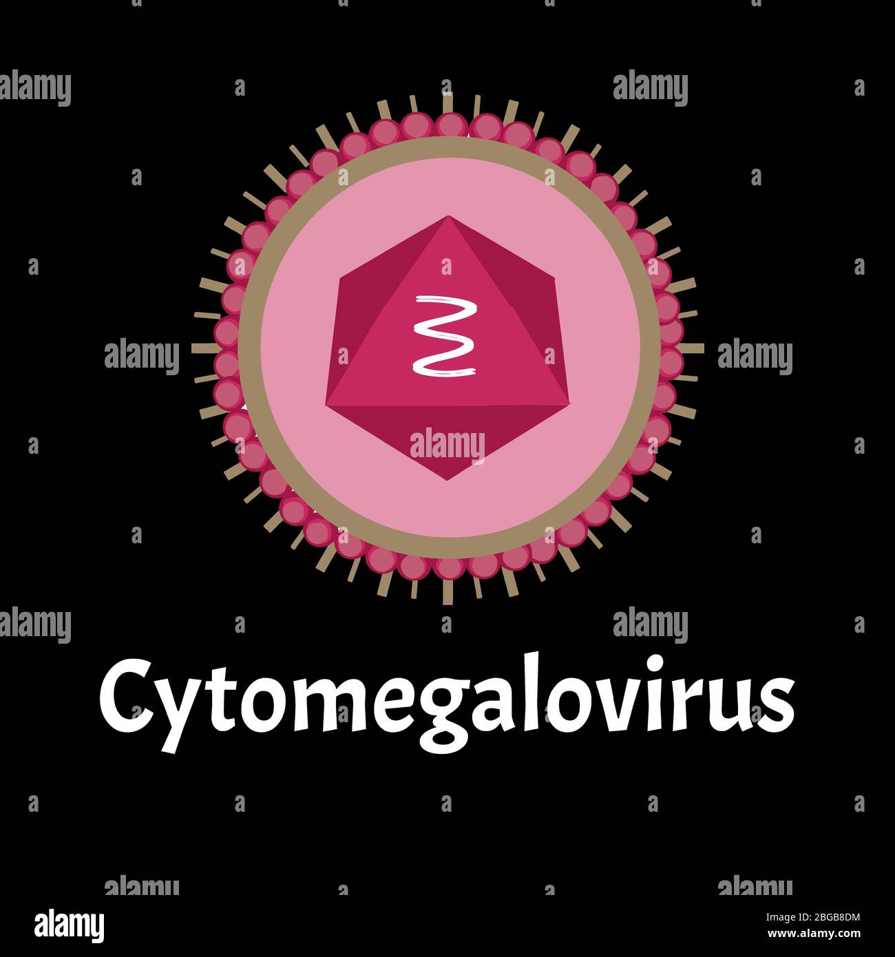 Cytamegalovirus-Struktur. Virusinfektion Zytomegalovirus. Sexuell übertragbare Krankheiten. Infografiken. Vektordarstellung auf isoliertem Hintergrund. Stock Vektor