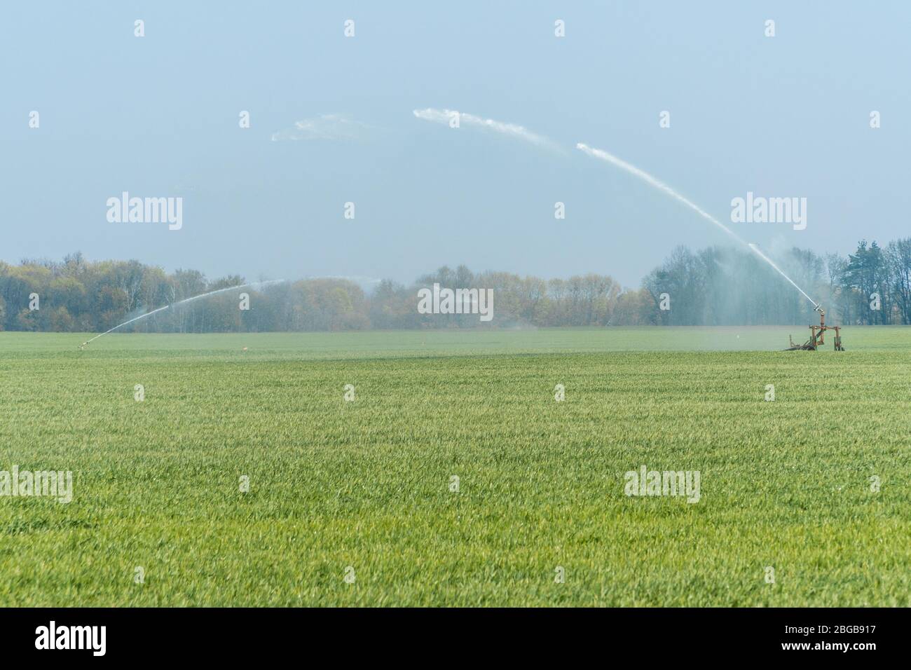 Rollbett automatische Sprinkler Bewässerung Pistole Bewässerung Farmer's Feld im Frühjahr Saison. Bewässerungssystem in der Landwirtschaft Stockfoto